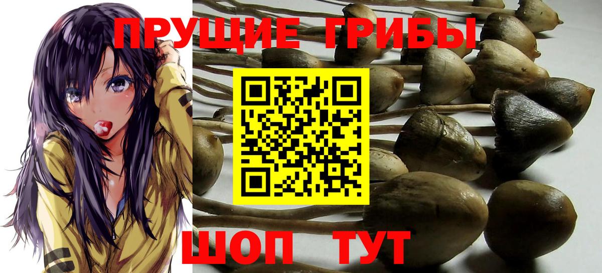 Галлюциногенные грибы Psilocybe Великий Устюг